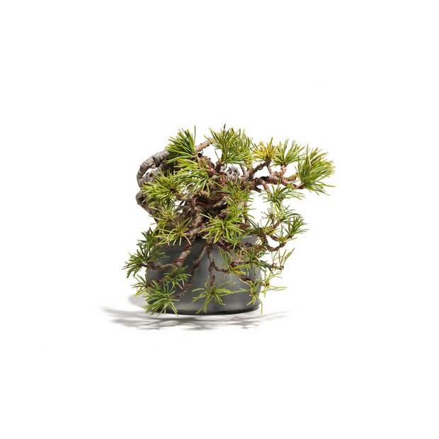 五葉松　-Japanese white pine-　（推定樹齢25年） 詳細画像